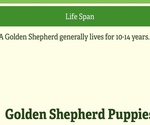 Small #21 Golden Shepherd