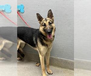 German Shepherd Dog-Unknown Mix Dogs for adoption in Las Vegas, NV, USA