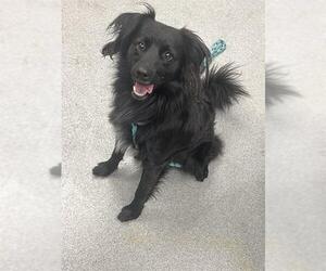 Field Spaniel-Unknown Mix Dogs for adoption in Rancho Cucamonga, CA, USA