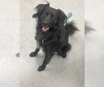 WRANGLER - Male Field Spaniel-Unknown Mix Dog for Adoption - Small photo