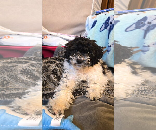Medium Photo #1 Bichon Frise Puppy For Sale in Wheaton, IL, USA