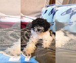 Oreo - Female Bichon Frise Dog for Adoption - Small photo