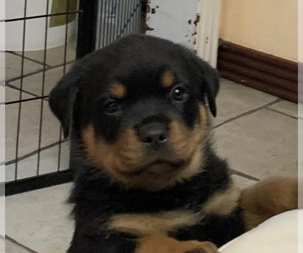 Medium Photo #3 Rottweiler Puppy For Sale in GRANTS PASS, OR, USA