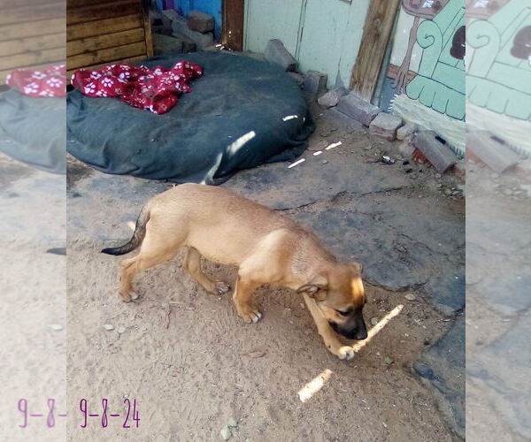 Medium Photo #3 Mutt Puppy For Sale in Apple Valley, CA, USA