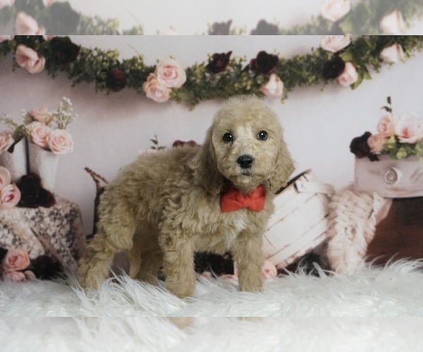 Medium Photo #2 Goldendoodle (Miniature) Puppy For Sale in WARSAW, IN, USA