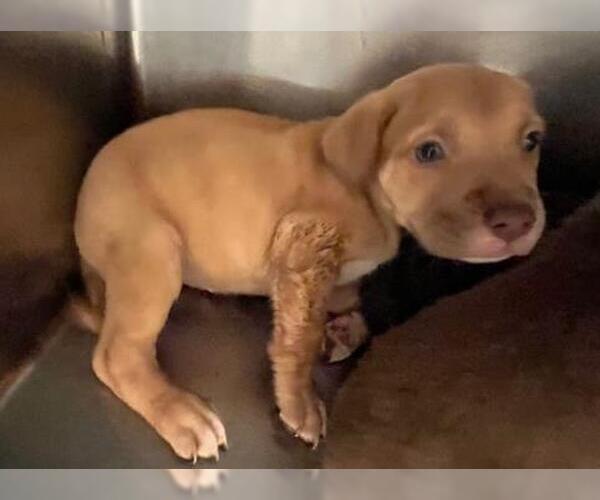 Medium Photo #1 American Pit Bull Terrier-Unknown Mix Puppy For Sale in Oklahoma City, OK, USA