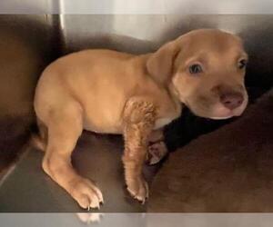 American Pit Bull Terrier-Unknown Mix Dogs for adoption in Oklahoma City, OK, USA