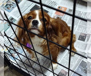 Cavalier King Charles Spaniel Dogs for adoption in Mukwonago, WI, USA