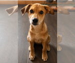Small Photo #4 Mutt Puppy For Sale in Tabernash, CO, USA