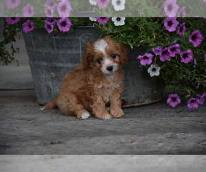Cavalier King Charles Spaniel-Poodle (Toy) Mix Puppy for sale in SILEX, MO, USA