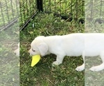 Small Photo #5 Labrador Retriever Puppy For Sale in GAFFNEY, SC, USA