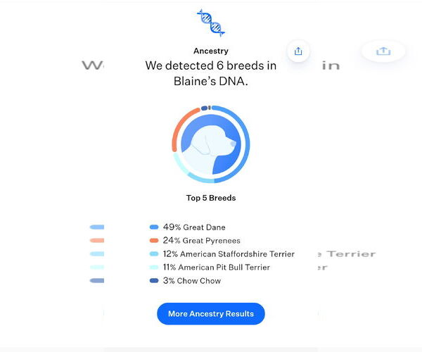 Medium Photo #5 Great Dane-Unknown Mix Puppy For Sale in Thomasville, NC, USA