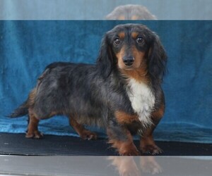 Father of the Dachshund puppies born on 11/01/2020