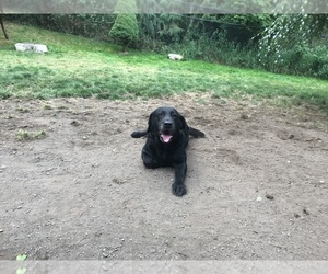 Father of the Labrador Retriever puppies born on 10/31/2019