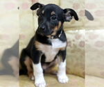 Small #2 Australian Kelpie Mix