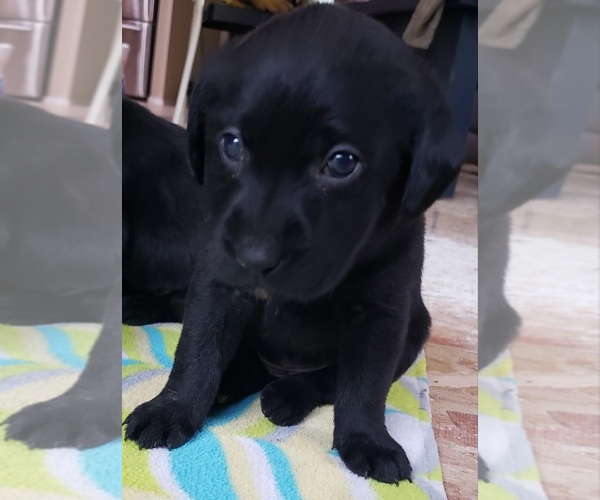 Medium Photo #125 Labrador Retriever Puppy For Sale in OLYMPIA, WA, USA