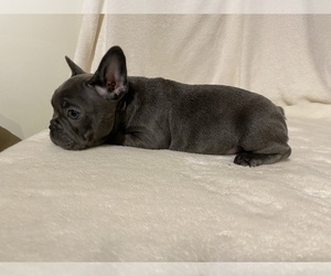 French Bulldog Puppy for sale in BOAZ, AL, USA