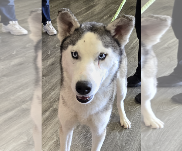 Medium Photo #3 Siberian Husky Puppy For Sale in Carrollton, TX, USA