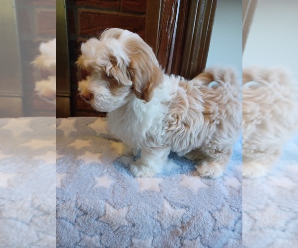 Medium Photo #3 Havapoo Puppy For Sale in LOUISVILLE, KY, USA