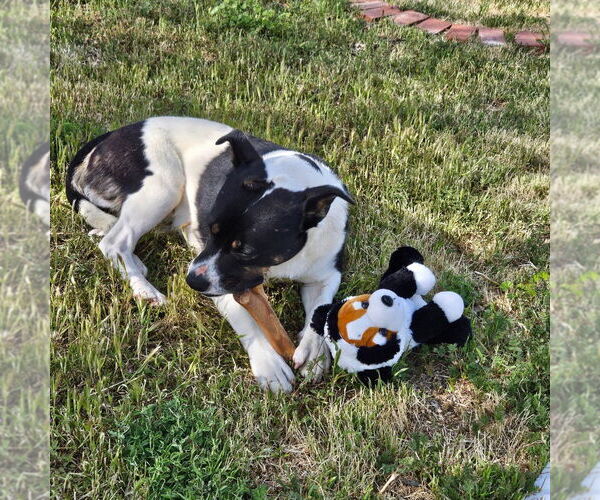 Medium Photo #3 American Staffordshire Terrier-Unknown Mix Puppy For Sale in Lake Forest, CA, USA