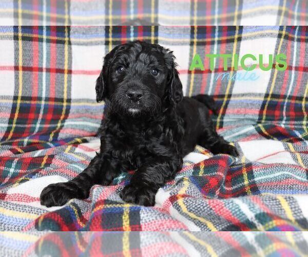 Medium Photo #4 Goldendoodle Puppy For Sale in NORTH LIBERTY, IN, USA