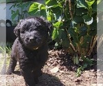 Small #3 Aussiedoodle