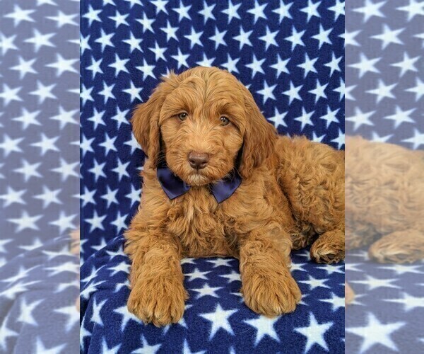 Medium Photo #6 Goldendoodle Puppy For Sale in NOTTINGHAM, PA, USA
