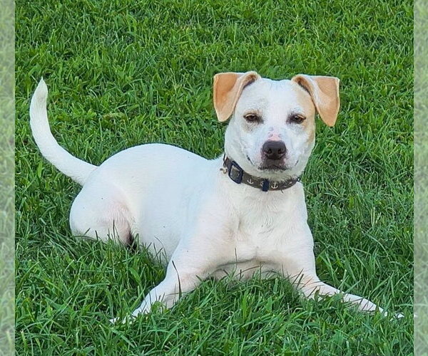 Medium Photo #5 Labbe Puppy For Sale in Aurora, IN, USA