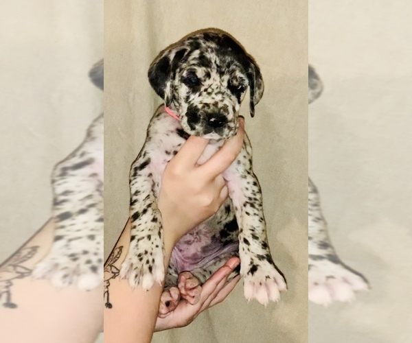 Medium Photo #8 Great Dane Puppy For Sale in STAUNTON, VA, USA