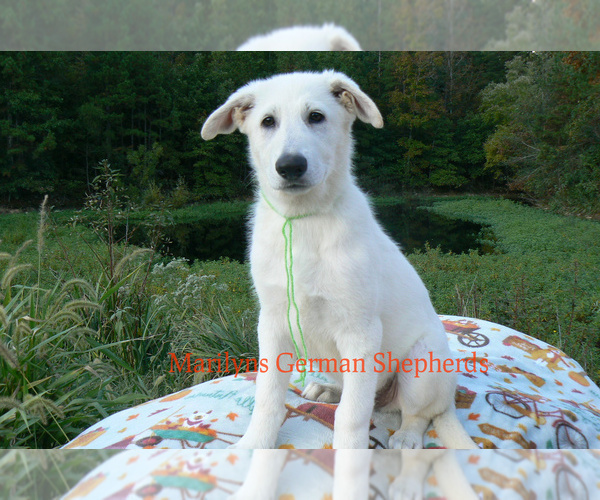 Medium Photo #4 German Shepherd Dog Puppy For Sale in PIEDMONT, MO, USA