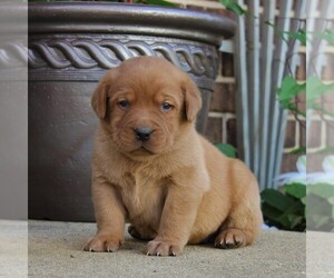Labrador Retriever Puppy for sale in BIRD IN HAND, PA, USA