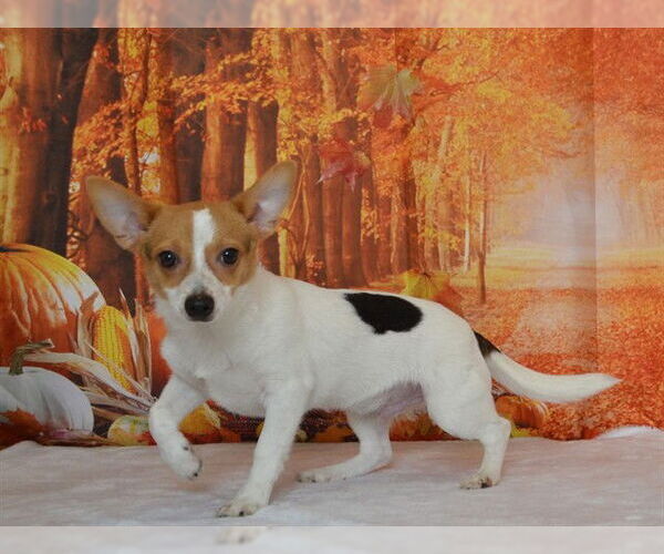 Medium Photo #1 Chihuahua-Toy Fox Terrier Mix Puppy For Sale in Oroville, CA, USA