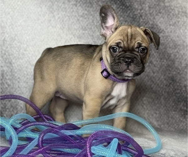 Medium Photo #9 French Bulldog Puppy For Sale in CEDAR HILL, TX, USA