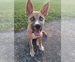Small #1 Siberian Husky Mix