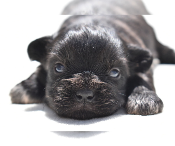 Medium Photo #1 Shih Aussie Puppy For Sale in PALM COAST, FL, USA