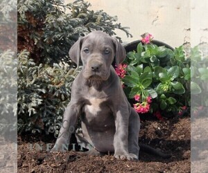 Great Dane Puppy for sale in BROGUE, PA, USA