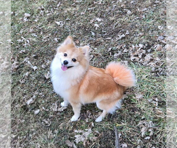 Medium Photo #2 Pom-Shi Puppy For Sale in Belleuve, NE, USA