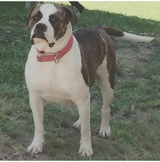 Mother of the American Bulldog puppies born on 06/04/2016