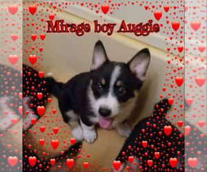 Australian Shepherd-Pembroke Welsh Corgi Mix Puppy for sale in GALLEGOS, NM, USA