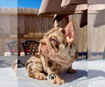 Small #1 French Bulldog