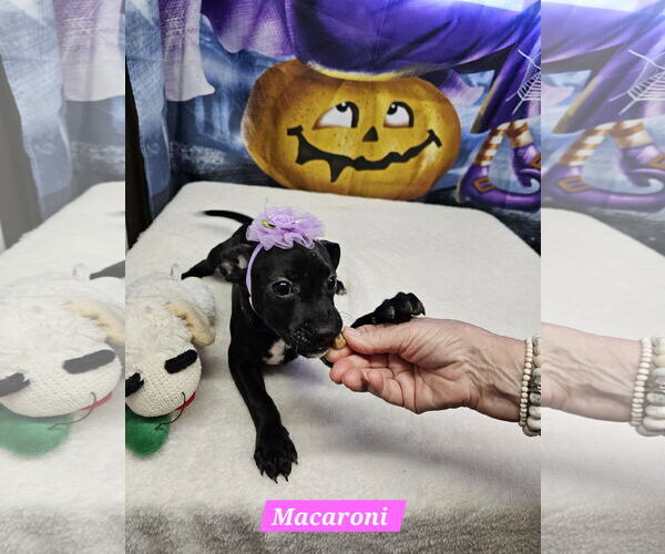 Medium Photo #1 Jack Russell Terrier-Unknown Mix Puppy For Sale in Metairie, LA, USA