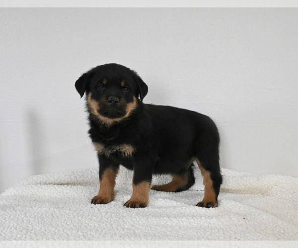 Medium Photo #1 Rottweiler Puppy For Sale in FREDERICKSBURG, OH, USA