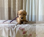 Puppy AKC Lucy Golden Retriever