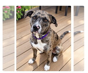 Catahoula Leopard Dog-Unknown Mix Dogs for adoption in Mooresville, NC, USA