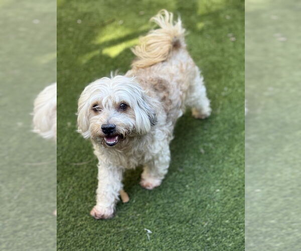 Medium Photo #2 Maltipoo (Miniature) Puppy For Sale in Mission Viejo, CA, USA