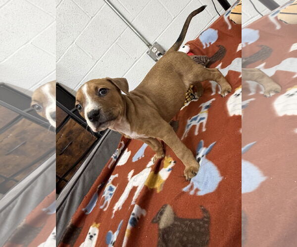 Medium Photo #3 Boxador Puppy For Sale in York, SC, USA