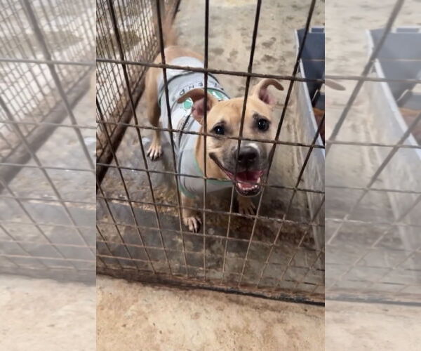 Medium Photo #4 American Staffordshire Terrier-Unknown Mix Puppy For Sale in Jackson, MS, USA