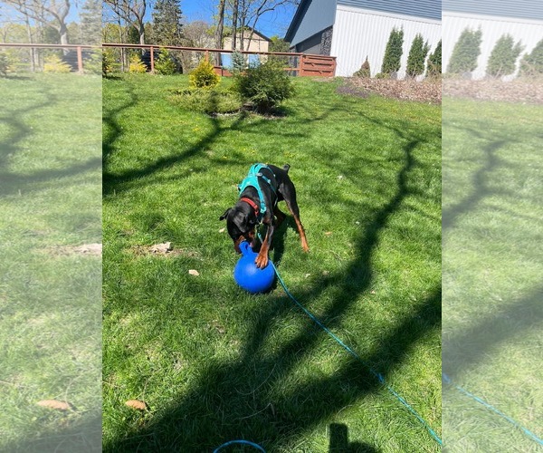 Medium Photo #17 Doberman Pinscher Puppy For Sale in Buffalo, MN, USA