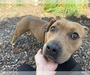 Mutt Dogs for adoption in Berkeley , CA, USA
