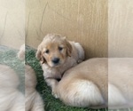 Small #36 Golden Retriever